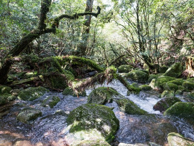 白谷雲水峡トレッキングツアー付イメージ
